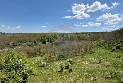 Domeniu - 66 Hectare - Teren deosebit Copsa Mica cu desch... - 6