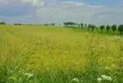 Teren de 3300 mp, în Urleta