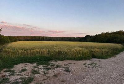 Casă cu 4 camere cu Teren 1945 Mp în Ciolpani - 2