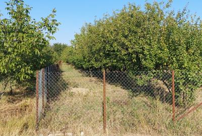 Terren intravilan in Sag jud. Timis - 4