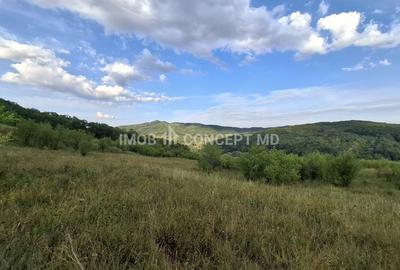Teren spectaculos cu padure, livada si priveliste panoramica in Soimari PH - 6