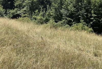 Teren de 45809 mp, în Mădrigești - 12