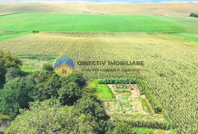 Teren Construcții intravilan de 9126 mp, în Ghigoiești - 6