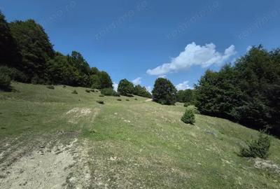 Teren - padure Teliu - Bradet - 3