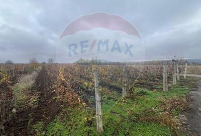 Teren Construcții intravilan de 2727 mp, în Cârligele - 5