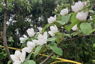 Spațiu comercial, în Vânători