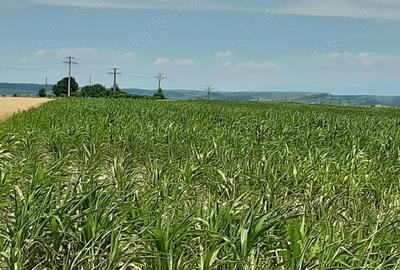 Vand urgent teren agricol 10.000 m.intrare Autostrada A1! Oarja