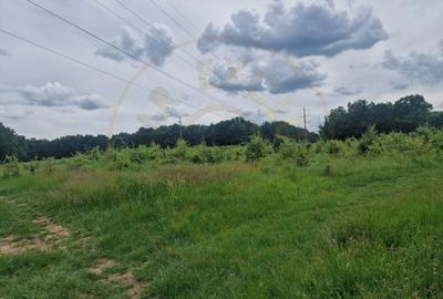 Teren agricol extravilan de 12421 mp, în Big-Bascov - 7