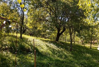 Casa de vacanta pe deal, D+P+M cu 8400 mp, teren - 7