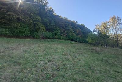 Teren intravilan de 56031 mp, în Crișcior