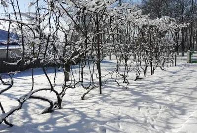 Casă cu Teren 5800 Mp în Călinești (Bucecea) - 7