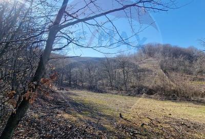 Teren de 4985 mp, în Sascut - 11