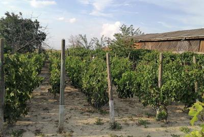 Casa de vanzare com. Ramnicelu. jud. Buzau - 7