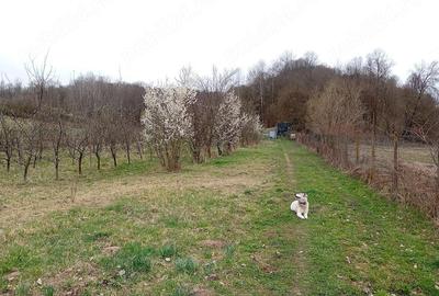 Teren de 3000 mp, în Ezeriș - 6