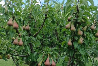 Casă cu 3 camere în Bencecu de Sus - 2