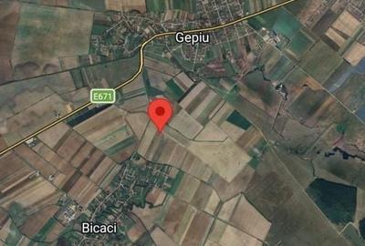 Teren agricol intravilan de 68150 mp, în Gepiu - 1