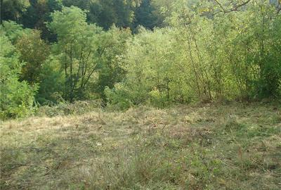 Teren de 1556 mp, în Călimănești - 4