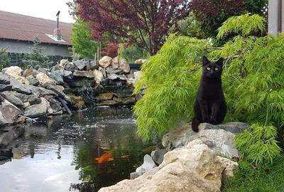 Casă individuală cu 5 camere cu Canalizare în Berceni - 12