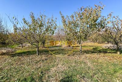 De vanzare ferma Calarasi in stare de conservare - sere - livada - 17