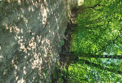 Teren în Stațiunea Climaterică Sâmbăta - 5
