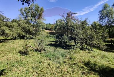 Teren Construcții intravilan de 3718 mp, în Remetea Chioarului - 5