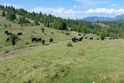 Teren de 470000 mp, în Moisei - 4