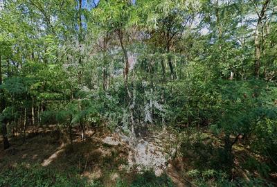 Teren extravilan de 10000 mp, în Afumați - 6