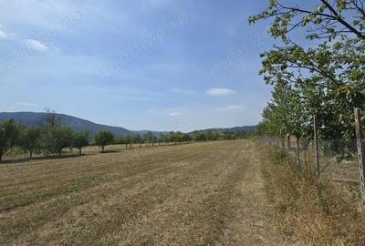 Teren de 4270 mp, în Agapia - 5