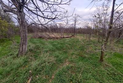 Casă individuală cu 7 camere cu Teren 540 Mp în Berliște - 29