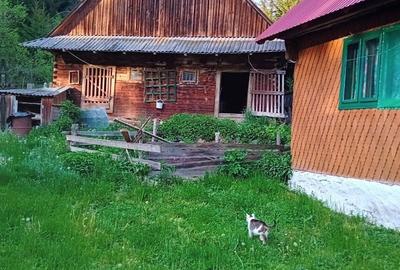 Casă cu 4 camere în Horea - 2