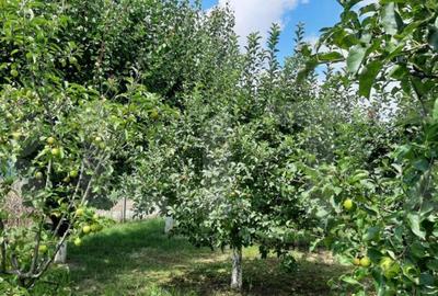 Casa individuala, 268 mp utili, 2145 teren, livada, Turda - 29