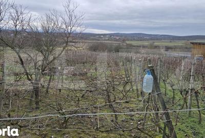 Teren de 1996 mp, în Viile Satu Mare - 10