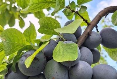 VILA UNICAT ULTRALUX P+1 +CASA CU TEREN 1412MP ZONA PALAZU MARE - 14