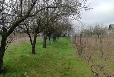 Teren în Dorobanț - 1