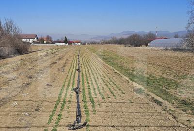 Teren intravilan de vanzare, 4550 mp, in zona Santuhalm - 1