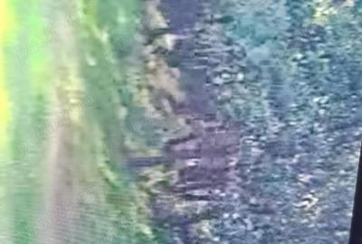 Teren de 10000 mp, în Vulpeni - 4