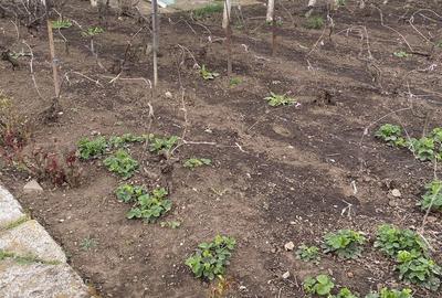 Casă cu 4 camere în Boldești - 4