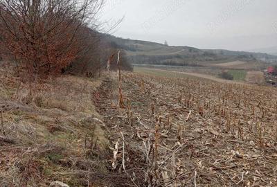 Teren de 3000 mp, în Ruși - 3