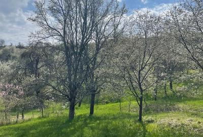 Casă cu Teren 6000 Mp în Central