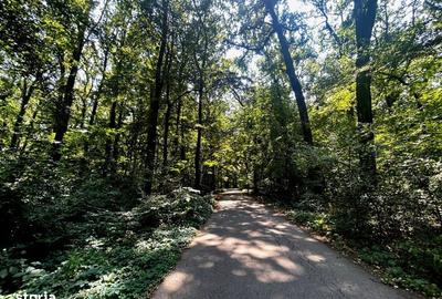 Spațiu comercial, în Snagov - 7