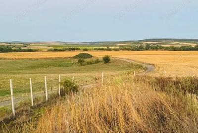 Teren de 6666 mp, în Alioș - 11