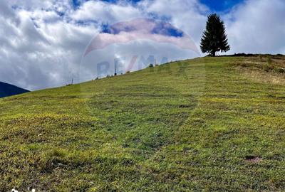 Teren de 6500 mp, în Arieșeni - 3