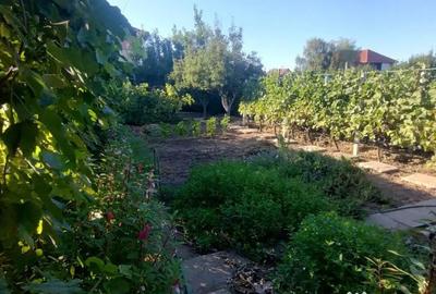 Casă cu 2 camere cu Teren 770 Mp în Palazu Mare - 6