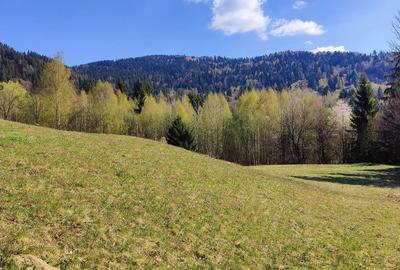 Teren de 3000 mp, în Moisei - 2