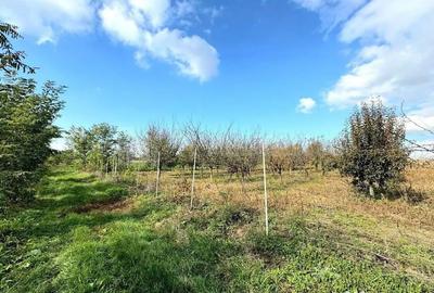 Teren de 2902 mp, în Dămienești - 5