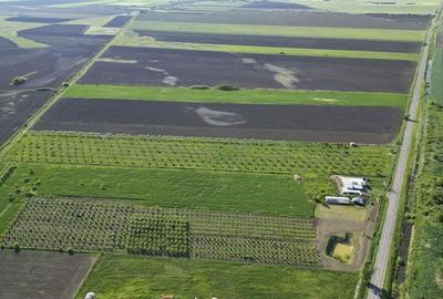 Livada de nuci ?i pruni 2.4ha in Varia?ul Mare Livada de nuci ?i pruni 2.4ha in Varia?ul Mare - 19