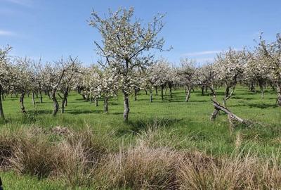Spațiu comercial, în Voivodeni - 1