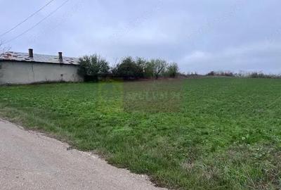 Teren de 5000 mp, în Comana - 1