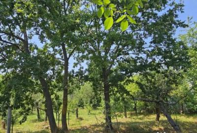 Teren de 572 mp, în Băicoi - 16