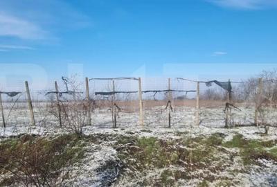 Teren de 50000 mp, în Ciorani - 8